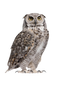 Owl PNG HD Image