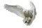 Owl PNG HD