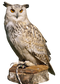 Owl PNG High Quality Image