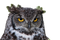 Owl PNG Image File