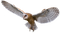 Owl PNG Image