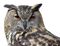 Owl PNG Images