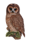 Owl PNG Photo