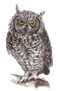 Owl PNG Pic