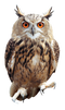 Owl PNG Picture