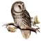 Owl PNG