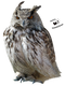 Owl Transparent