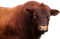 Ox Animal PNG Clipart