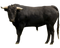 Ox Animal PNG Download Image