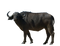 Ox Animal PNG Free Image