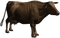 Ox Animal PNG Image File