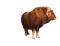 Ox Animal PNG Photo