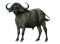 Ox Animal PNG Picture