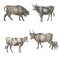 Ox Animal PNG