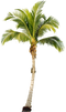 Palm Tree Free Download PNG