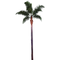 Palm Tree PNG File