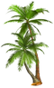 Palm Tree PNG HD