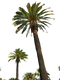 Palm Tree PNG Picture