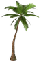 Palm Tree PNG