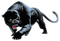 Panther PNG