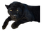 Panther Transparent