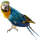 Parrot Free Download PNG