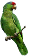 Parrot PNG File