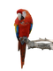 Parrot PNG HD