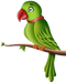 Parrot PNG Pic