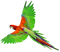 Parrot PNG Picture