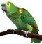 Parrot PNG