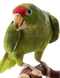 Parrot