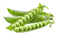 Pea PNG Image HD