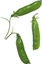 Pea PNG Images