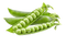 Pea Transparent Image