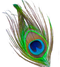 Peacock Feather Free Download PNG