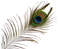 Peacock Feather PNG Picture