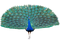 Peacock Free PNG Image