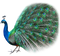 Peacock PNG Clipart