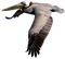 Pelican Free PNG Image