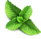 Peppermint PNG File