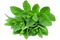 Peppermint PNG Free Download