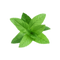 Peppermint PNG High Quality Image