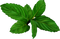 Peppermint PNG Image File