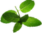 Peppermint PNG Images