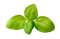 Pesto Leaves PNG Clipart