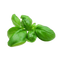 Pesto Leaves PNG Image