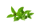 Pesto Leaves PNG Picture