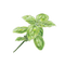 Pesto PNG Free Image