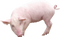 Pig Free PNG Image